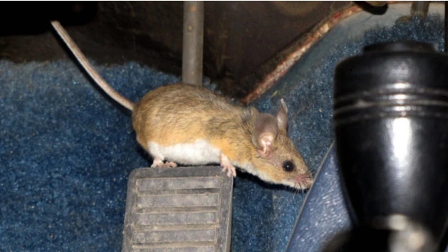 Mice And Other Pests إبعاد الفئران والآفات الأخرى عن سيارتك