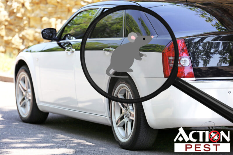 إبعاد الفئران والآفات الأخرى عن السيارة بأمان