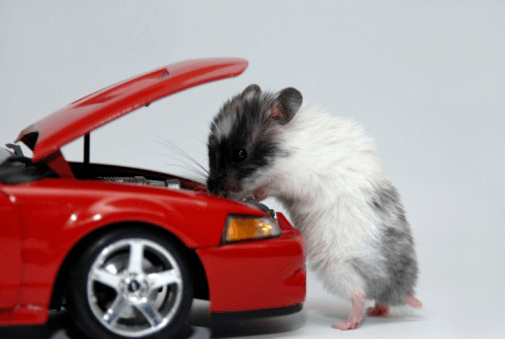 how to keep mice out of vehicles 5 إبعاد الفئران والآفات الأخرى عن سيارتك