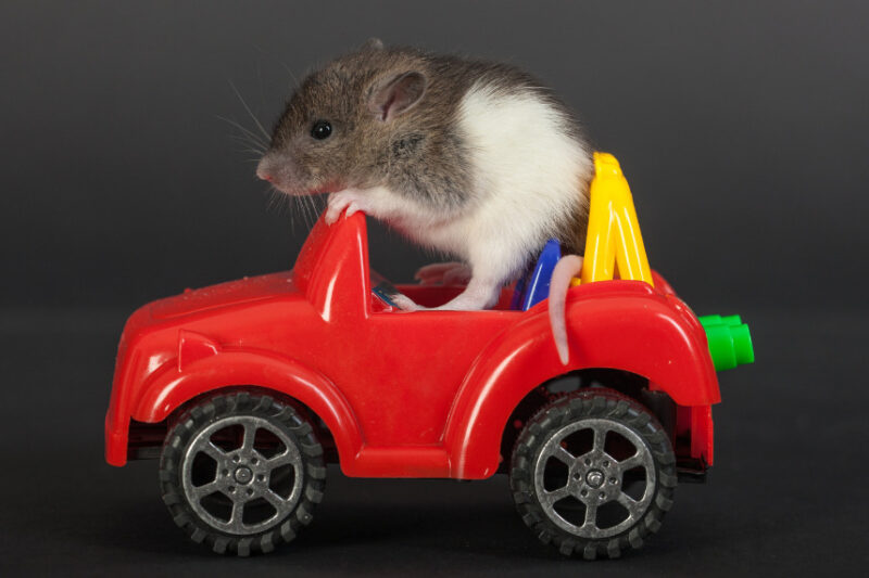 rat car 9553952 إبعاد الفئران والآفات الأخرى عن سيارتك