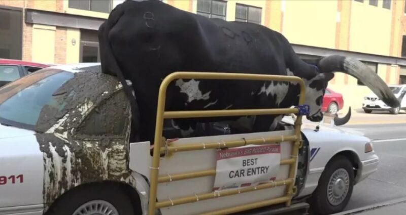 01 سيارة فورد كراون فيك يركبها ثور ضخم 726 كجم