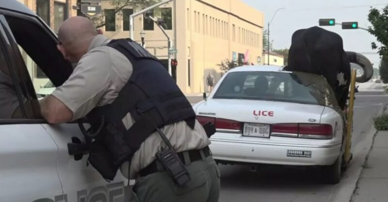 02 سيارة فورد كراون فيك يركبها ثور ضخم 726 كجم