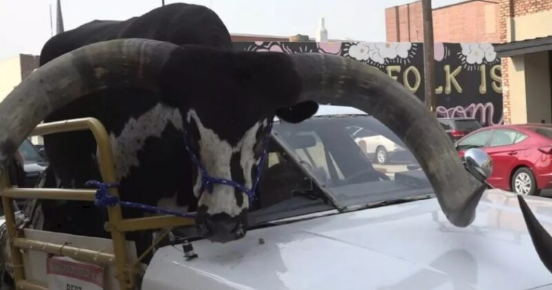 03 سيارة فورد كراون فيك يركبها ثور ضخم 726 كجم