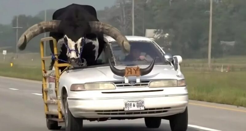 سيارة فورد كراون فيك يركبها ثور ضخم 726 كجم