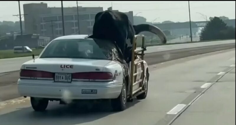 05 سيارة فورد كراون فيك يركبها ثور ضخم 726 كجم